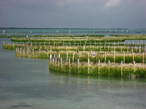 Conch Farm